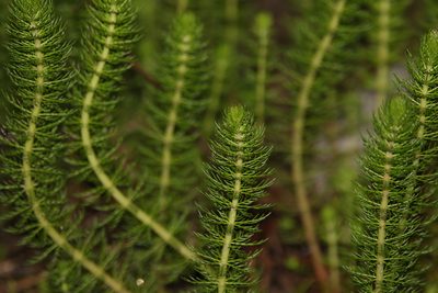 Myriophyllum gracile, photographed by Greg Tasney