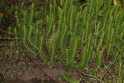 Myriophyllum gracile, photographed by Greg Tasney
