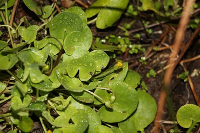 Nymphoides exiliflora, photographed by Greg Tasney