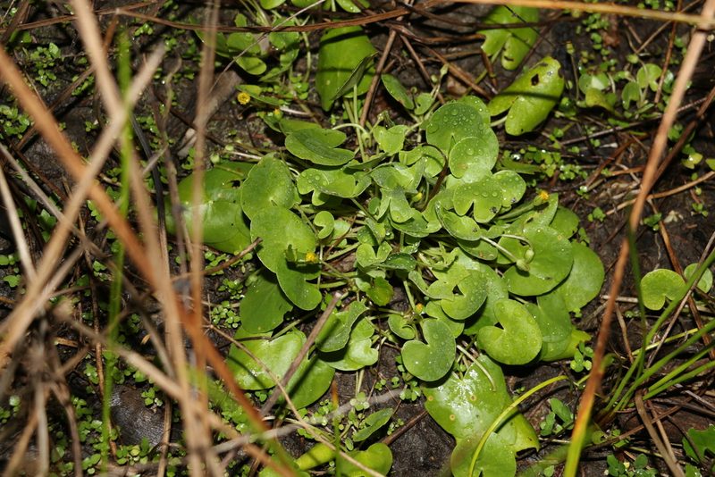 Nymphoides exiliflora, photographed by Greg Tasney