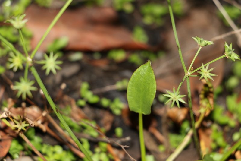 Damasonium minus, photographed by Greg Tasney