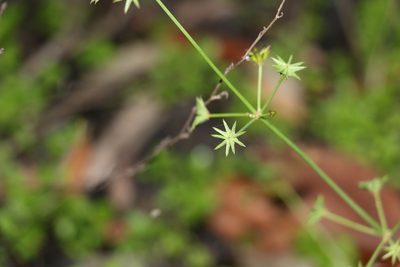 Damasonium minus, photographed by Greg Tasney