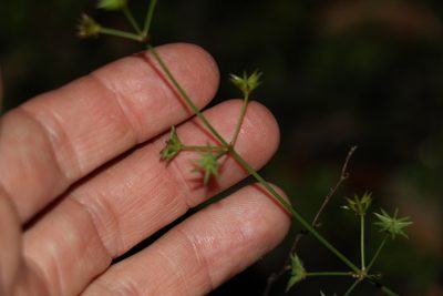 Damasonium minus, photographed by Greg Tasney