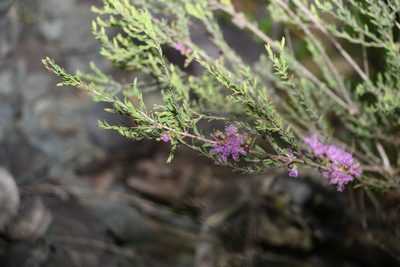 Melaleuca thymifolia, photographed by Greg Tasney