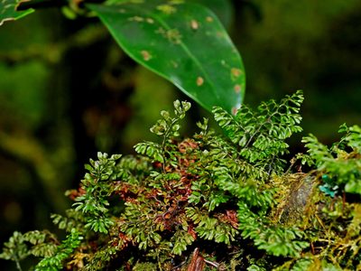 Hymenophyllum paniculiflorum, photographed by Jacy Chen