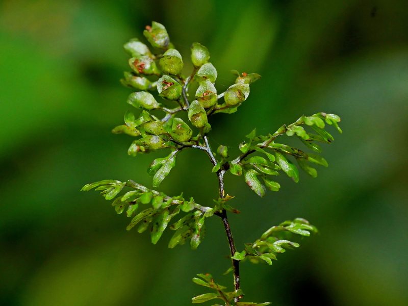 Hymenophyllum paniculiflorum, photographed by Jacy Chen
