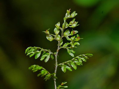 Hymenophyllum paniculiflorum, photographed by Jacy Chen