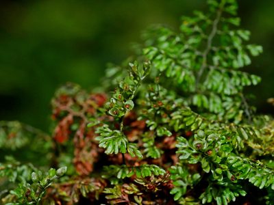 Hymenophyllum paniculiflorum, photographed by Jacy Chen
