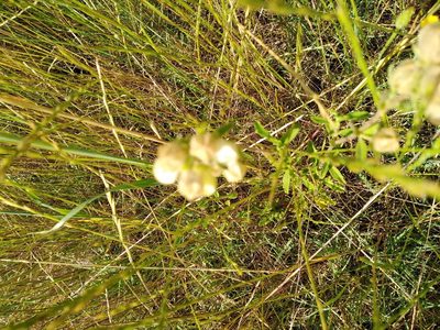 Hermannia hyssopifolia, photographed by melda
