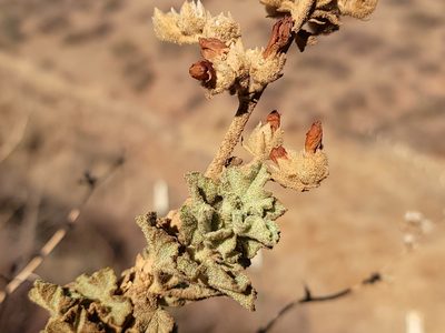 Malacothamnus orbiculatus, photographed by Daniel S.