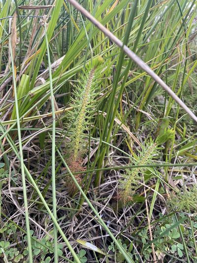 Myriophyllum crispatum, photographed by Andrew Allen