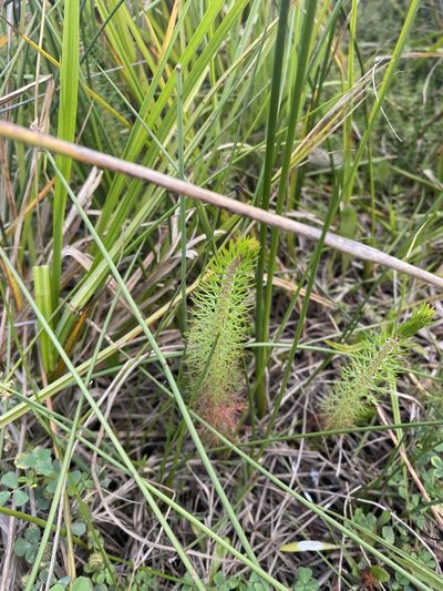 Myriophyllum crispatum, photographed by Andrew Allen