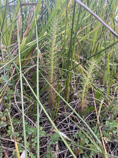 Myriophyllum crispatum, photographed by Andrew Allen