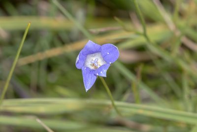 Wahlenbergia capillaris, photographed by Andrew Allen