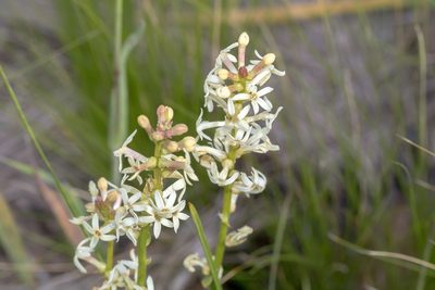 Stackhousia monogyna, photographed by Andrew Allen