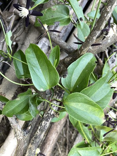 Clematis tashiroi, photographed by chiachiwu