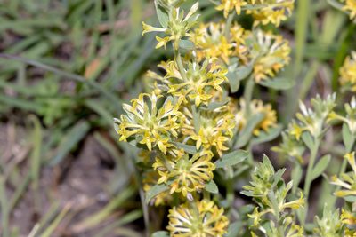 Pimelea curviflora, photographed by Andrew Allen