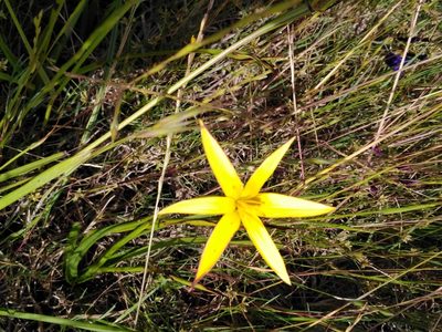 Pauridia capensis, photographed by melda