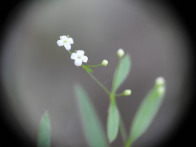 Galium laevigatum, photographed by Yves Bas