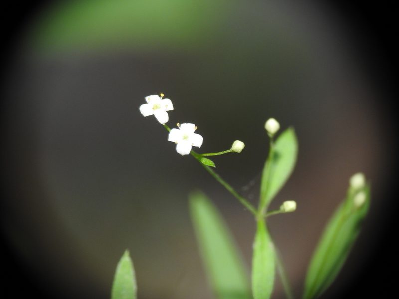 Galium laevigatum, photographed by Yves Bas