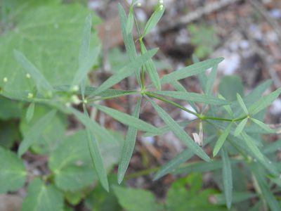 Galium laevigatum, photographed by Yves Bas