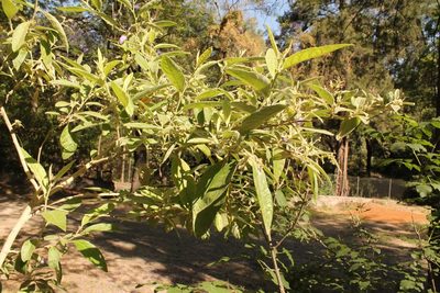 Cestrum tomentosum, photographed by Viacheslav Shalisko