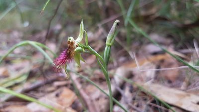Calochilus paludosus, photographed by Sofia Zvolanek