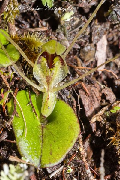 Corybas dienemus, photographed by Robbie Graham