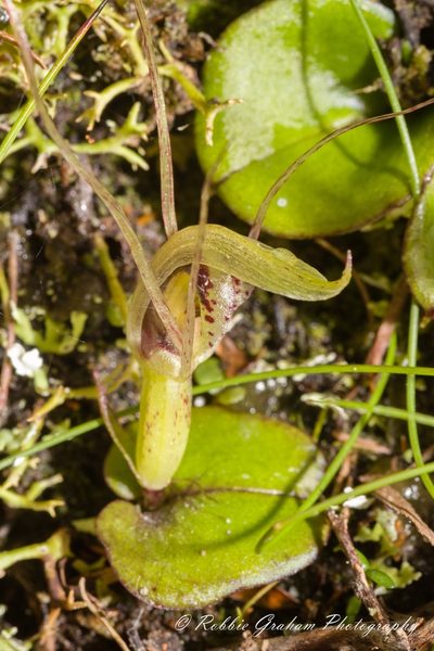 Corybas dienemus, photographed by Robbie Graham