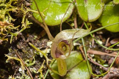 Corybas dienemus, photographed by Robbie Graham