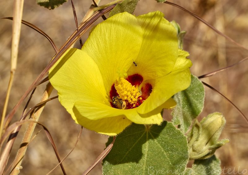 Cravenia panduriformis, photographed by Brendan Costello