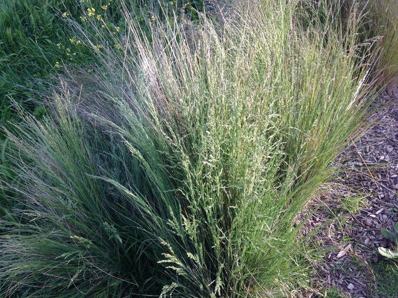 Poa labillardierei, photographed by ROY