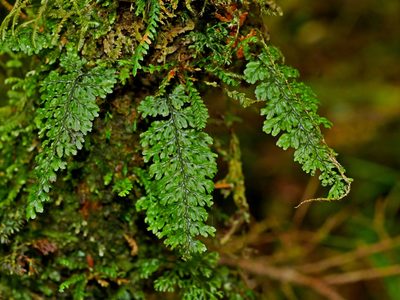 Hymenophyllum okadae, photographed by Jacy Chen