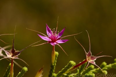 Calytrix exstipulata, photographed by Brendan Costello
