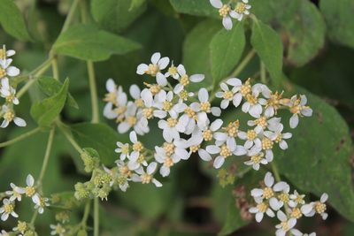 Montanoa tomentosa, photographed by Viacheslav Shalisko