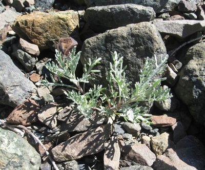Chaenactis thompsonii, photographed by John Brew