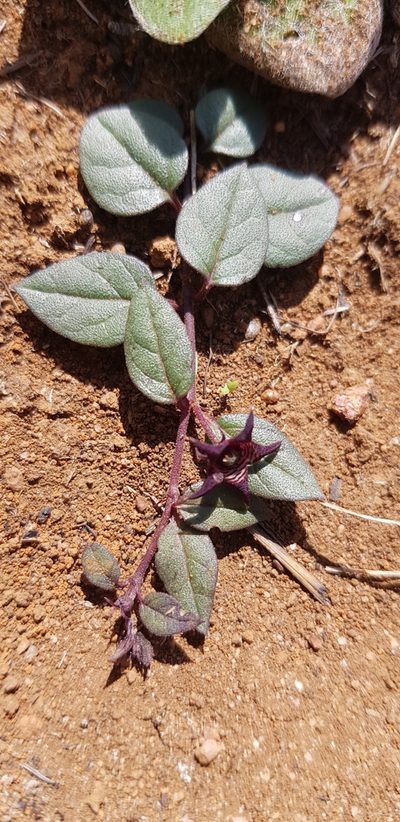 Ceropegia pulchellior, photographed by Suvarna Parbhoo Mohan