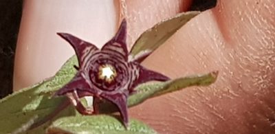 Ceropegia pulchellior, photographed by Suvarna Parbhoo Mohan