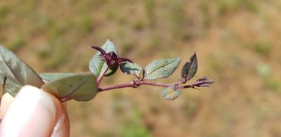 Ceropegia pulchellior, photographed by Suvarna Parbhoo Mohan