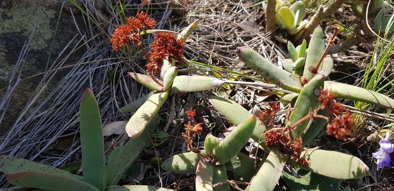 Crassula perfoliata, photographed by Suvarna Parbhoo Mohan
