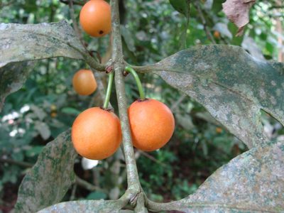 Garcinia intermedia, photographed by Alexis López Hernández