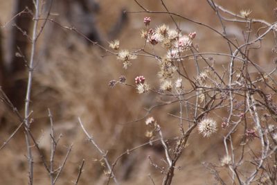 Combretum mossambicense, photographed by Noeleen du Toit