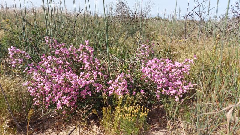 Podalyria microphylla, photographed by Jacques van der Merwe