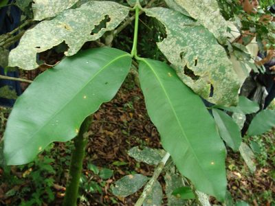 Garcinia intermedia, photographed by Alexis López Hernández