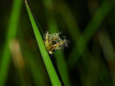 Schoenoplectiella multiseta, photographed by Jacy Chen