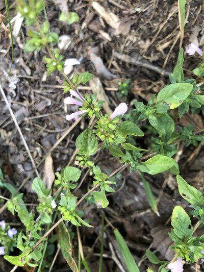 Clinopodium talladeganum, photographed by Curtis Hansen