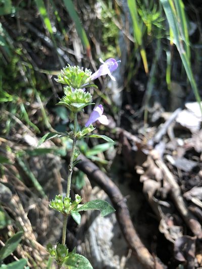Clinopodium talladeganum, photographed by Curtis Hansen