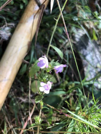 Clinopodium talladeganum, photographed by Curtis Hansen