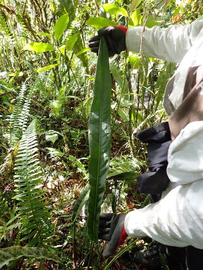 Anthurium ottonis, photographed by Skjold Søndergaard