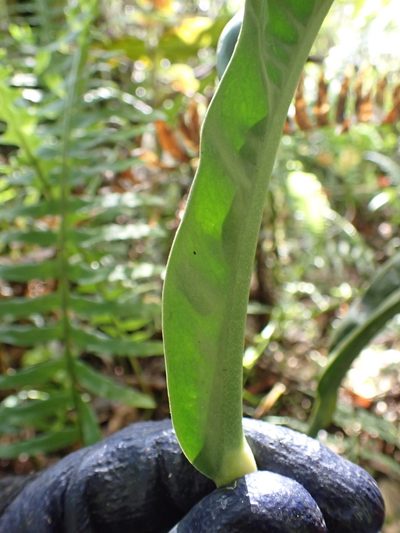 Anthurium ottonis, photographed by Skjold Søndergaard